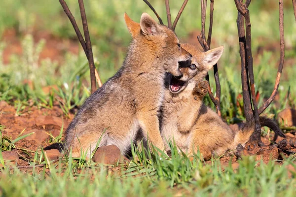 Two Black Backed Jackal puppies play in short green grass to dev — Stock Photo, Image