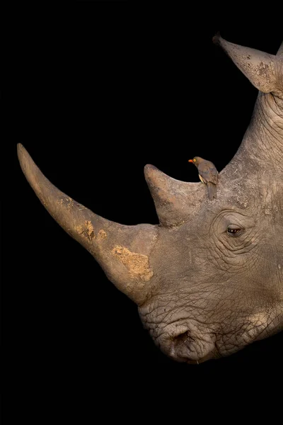 White rhino portrait with a red-billed oxpecker on its nose on b — Stock Photo, Image