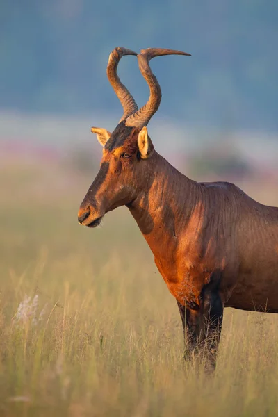 Retrato de um Hartebeest Vermelho em pé em uma savana de gras longo — Fotografia de Stock