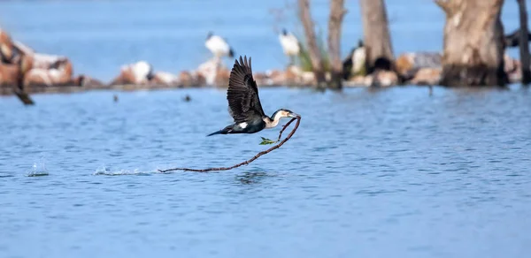 Cormorão de peito branco voando sobre um lago com material de ninho p — Fotografia de Stock