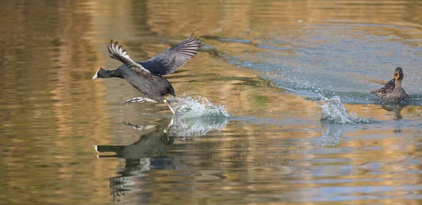 Single Red Knobbed Coot running on water of a pond with a splash — Stock Photo, Image