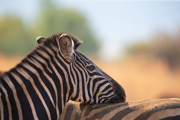 Közeli fel a zebra portré nézett át a hátán egy társ — Stock Fotó