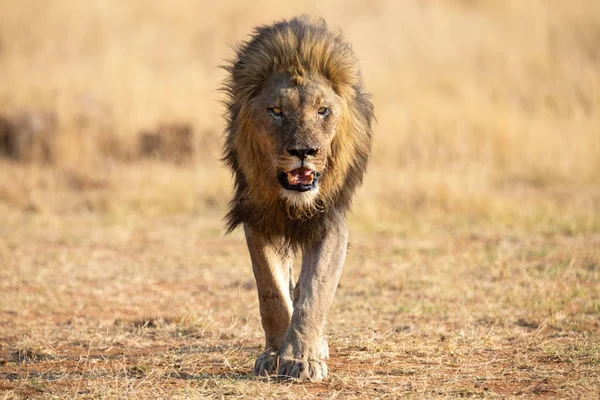 León solitario macho caminando a través de hierba marrón seca caza de comida —  Fotos de Stock