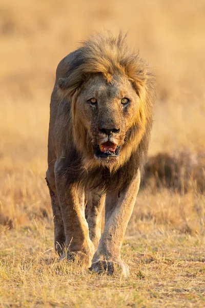 Samotny lew mężczyzna chodzenie przez suchy brązowy trawa polowanie na żywność — Zdjęcie stockowe