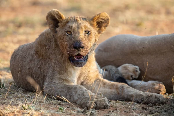 Young lioness lying down in shade to rest after feeding — Stock Photo, Image