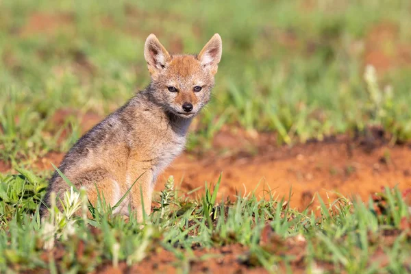 Lone Black Backed Jackal pup sitting in short green grass explor — Stock Photo, Image