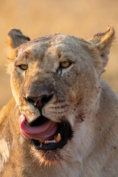 Portrait d'une grosse lionne léchant le sang de son visage après — Photo