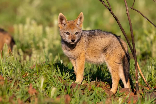 Lone Black Backed Jackal pup standing in short green grass to ex — Stock Photo, Image