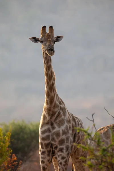 Portrait of a giraffe standing among low trees on a savannah — Stock Photo, Image