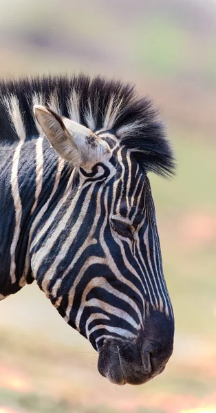 Close-up portrait of a zebra in nature with dark stripes — Stock Photo, Image