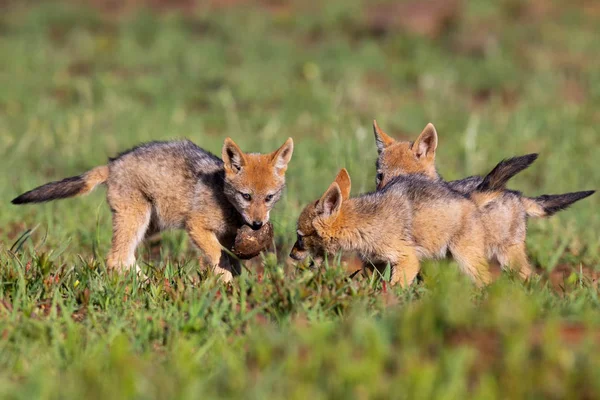 Três filhotes de cachorro Chacal Black Backed jogar em grama verde curta para d — Fotografia de Stock