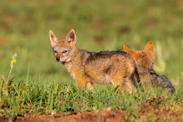 Two Black Backed Jackal puppies play in short green grass to dev — Stock Photo, Image