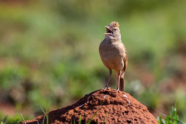 Jeden rezavě napený Lark sedí na mraveniště, které se koná ráno s — Stock fotografie