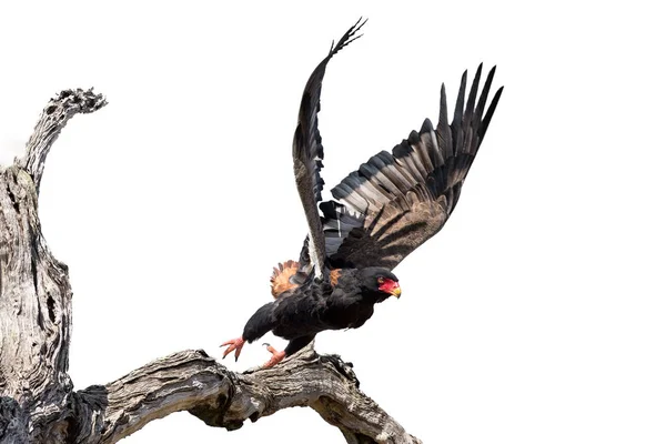 Yetişkin Bateleur kuru bir ağaç yüksek anahtar sanatsal conv kalkış — Stok fotoğraf