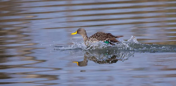 Single Yellow Billed Duck landing with a splash on a pond — Stock Photo, Image