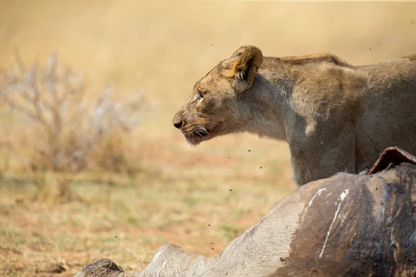 Lone lioness guarding over a carcass against scavengers — Stock Photo, Image