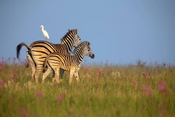 Zebra mare and foal walking away over a ridge with an egret — Stock Photo, Image