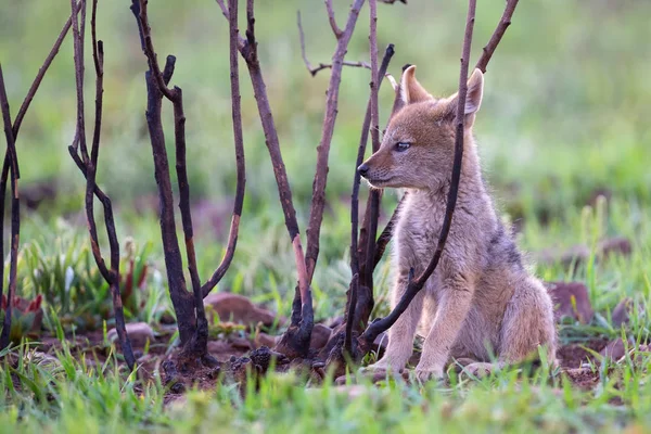 Lone Black Backed Jackal pup sitting in short green grass explor — Stock Photo, Image