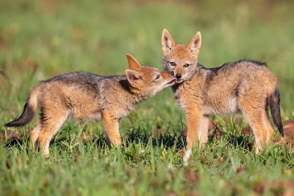 Two Black Backed Jackal puppies play in short green grass to dev — Stock Photo, Image