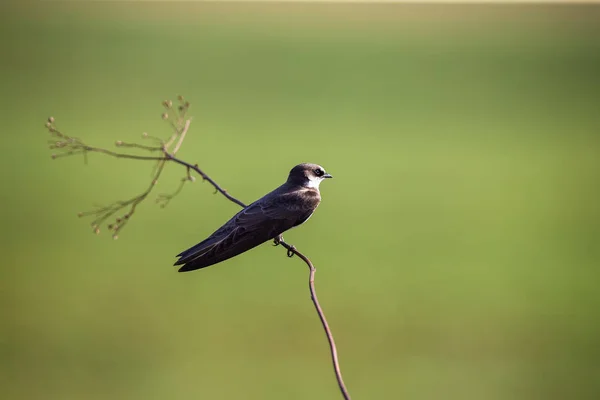 Pruovaný Martin, sedící na tenké hnědé větvi v jasném slunci — Stock fotografie