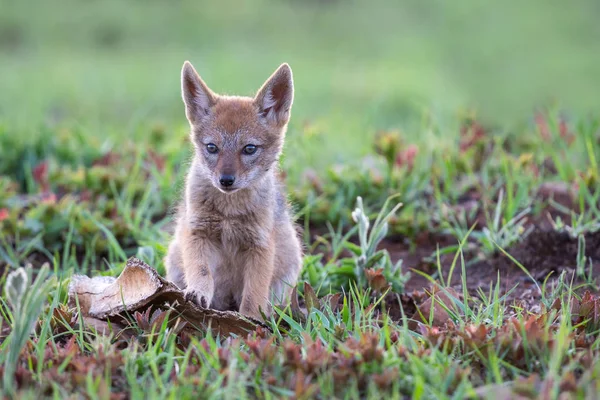 Lone Black Backed Jackal pup sitting in short green grass explor — Stock Photo, Image