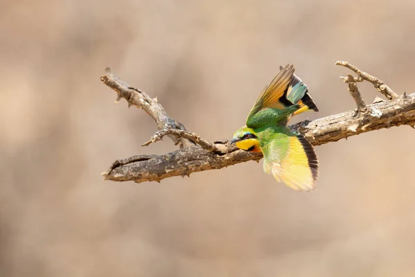 Close-up of a Little Bee Eater taking off from perch to catch pr — Stock Photo, Image