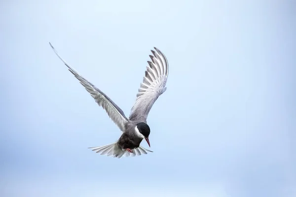 Whiskered tern en vuelo aterrizaje en rama con las alas extendidas —  Fotos de Stock