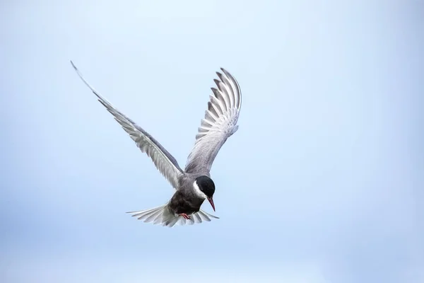 Whiskered tern en vuelo aterrizaje en rama con las alas extendidas — Foto de Stock