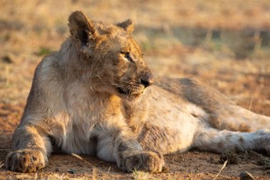 Genç dişi aslan beslendikten sonra dinlenmek için gölgede yatıyor