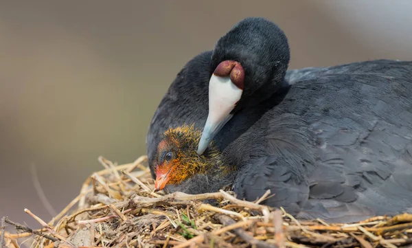 Red Knobbed Coot sitting on a nest with one chick protecting — Stock Photo, Image