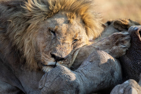 Lion male with a huge mane rest on carcass it has eaten