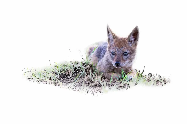 Lone Black sostenuto Jackal cucciolo sdraiato su breve erba verde in ar — Foto Stock