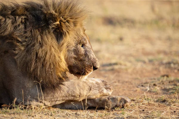 Retrato de un león macho con sangre en la cara después de comer una ca —  Fotos de Stock