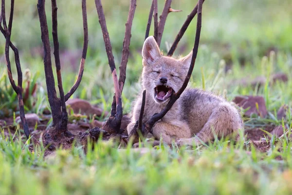 Lone Black Backed Jackal pup standing in short green grass to ex — Stock Photo, Image