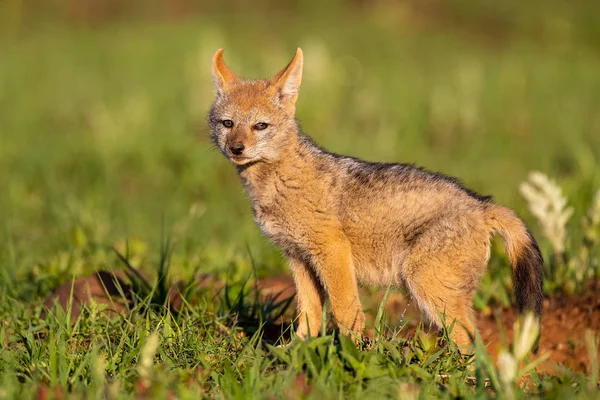 Einsamer Schakalwelpe mit schwarzem Rücken, der im kurzen grünen Gras steht — Stockfoto