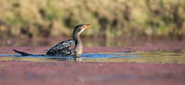 Kedi uzun uçuş tan sonra bir gölet üzerinde Tek Reed Karabatak iniş