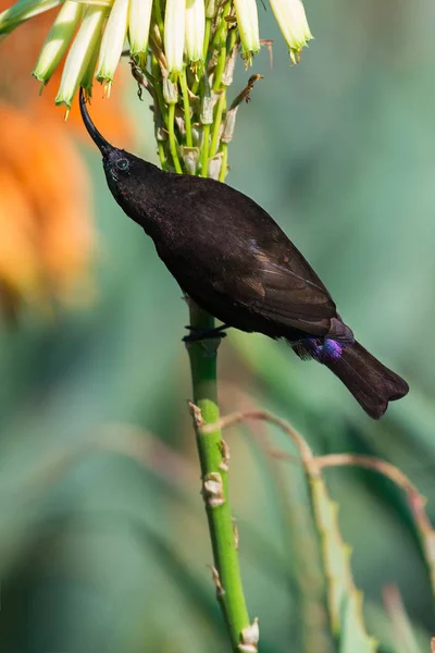 Sugarbird drinking nectar from a flower in bright sunlight — Stock Photo, Image