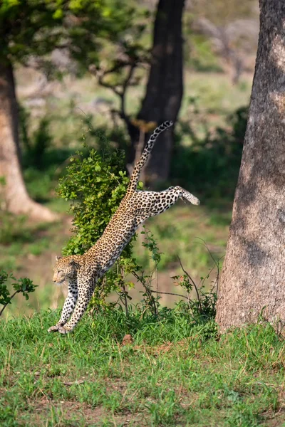 Leopardo solitário salta de uma árvore grande para caçar presas — Fotografia de Stock