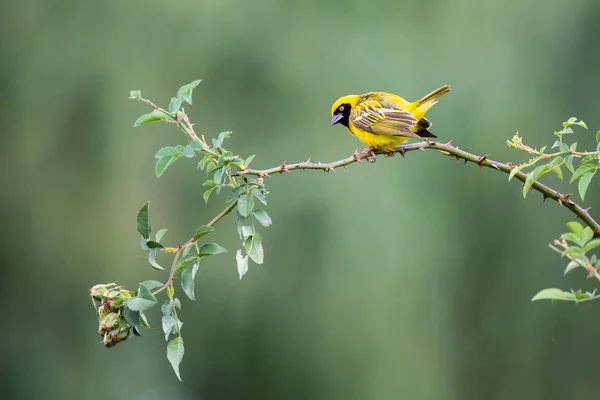 Male Masked Weaver sitting on a long thin branch with a green ba — Stock Photo, Image