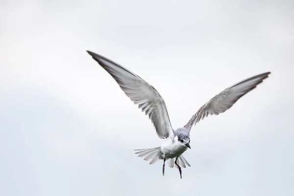 YayKan kanatları artisti ile bulutlu bir günde uçuş bıyıklı tern — Stok fotoğraf