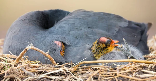 Red Knobbed Coot sentado em um ninho com dois filhotes protegendo — Fotografia de Stock