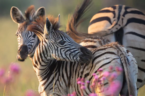 Zebra herd with young ones grazing on grass and wildflowers — Stock Photo, Image