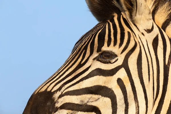 Close-up portrait of a zebra in nature with dark stripes — Stock Photo, Image