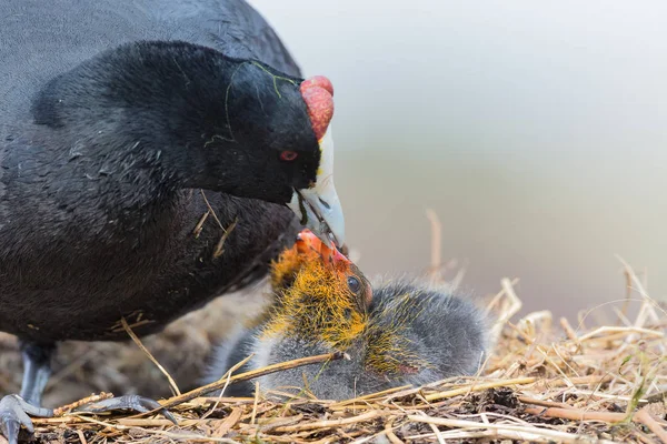 Red-knobbed coot chick is fed small fish by mother to gain stren
