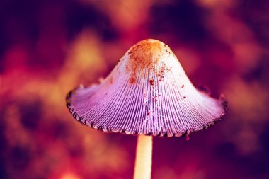 Bir sabah sanatsal yumuşak ışığında pembe bir mantar Makro