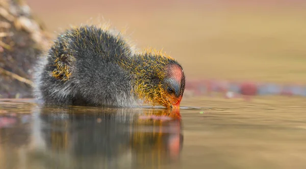 One Red-Knobbed Łyska Chick pozostawia bezpieczeństwo gniazda pływać na — Zdjęcie stockowe
