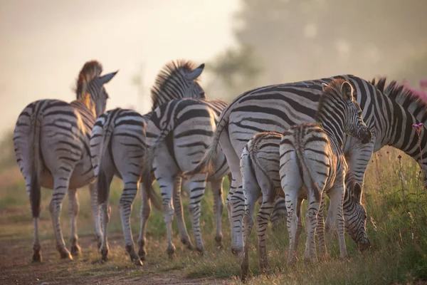 Mandria zebra con i giovani al pascolo su erba e fiori selvatici — Foto Stock