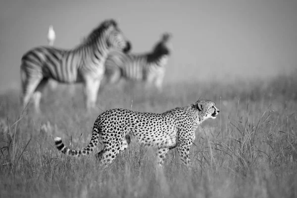 Samotny Cheetah stalking stada Zebra przez długą trawę w art — Zdjęcie stockowe