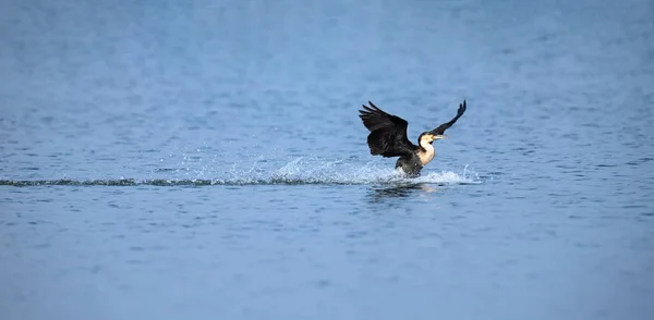 Białe breasted Kormoran lądujący na jeziorze do polowania na ryby — Zdjęcie stockowe