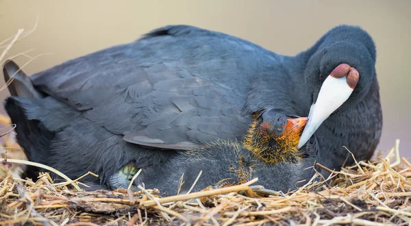 Red Knobbed Coot sitting on a nest with one chick protecting — Stock Photo, Image